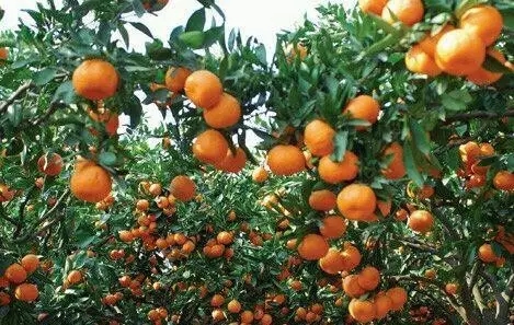 中联重科:湖南柑橘之乡县域环境治理的新故事
