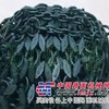 物美价廉的轮胎保护链||超长寿命的耐磨王装载机防滑链