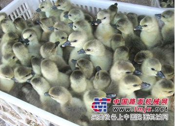朗德鹅苗