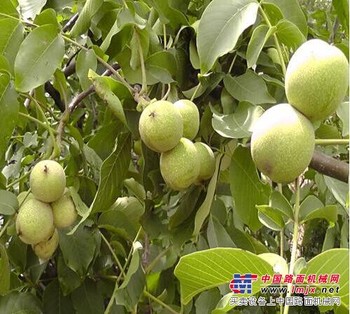 河北核桃苗（推荐）和盛核桃专业合作社