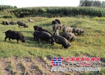 来邹城悦源工贸，买惠的黑猪