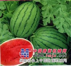 山东西瓜种植基地---西瓜批发