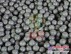 青州低铬合金微球|【推荐】东方耐磨材料的低铬合金微球
