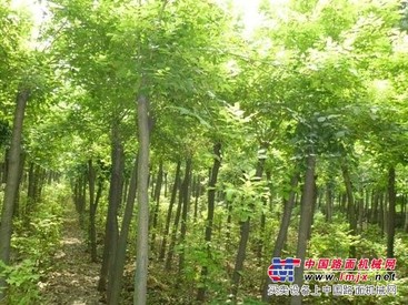 济宁绿野苗木，树苗品种繁多，品质优良，价格优惠