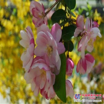 临沂北美海棠苗圃/胜洁北美海棠