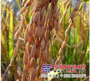 徐州專業(yè)的農(nóng)副產(chǎn)品加工推薦——供應(yīng)加工生產(chǎn)大米