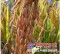 徐州专业的农副产品加工推荐——供应加工生产大米