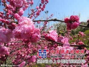 山东碧桃苗基地哪家批发价格给力 河北碧桃苗哪家好