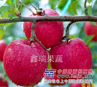 潍坊优质的德富春苹果苗供应