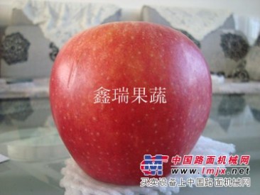 供应苹果苗，品种齐全，成活率高——寿光市鑫瑞果蔬有限公司