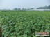 日照【藤捻葡萄苗】基地客流不断超级火爆