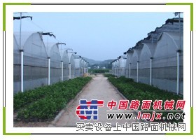 供应山东低价建造温室大棚