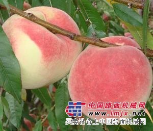 火爆推荐山东【沂蒙霜红桃】价格质量，全国热销