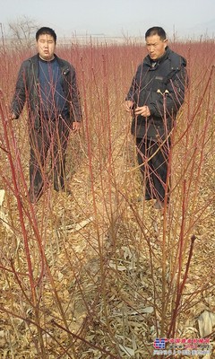 火爆不停，山東【沂蒙霜紅桃樹(shù)苗】基地低價(jià)批發(fā)不容錯(cuò)過(guò)