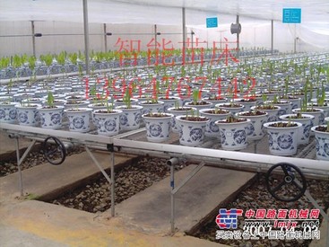 温室育苗床出售，青州温室育苗床【质量棒棒哒】