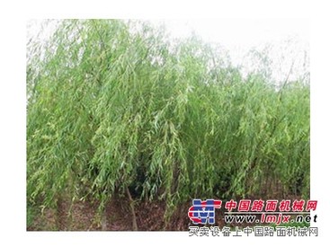 山东青垂柳批发基地-金润园林