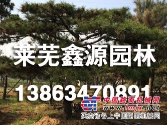 山东造型黑松价格