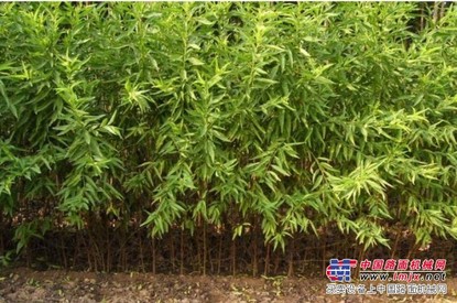 山东求购沂蒙霜红桃苗？力荐临沂民吉合作社，质量保证假一赔万