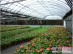 潍坊权威的花卉温室建造公司，当属惠诺温室工程公司，山东花卉温室