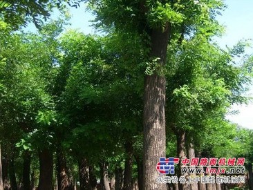 山东造型国槐、济宁国槐小苗·厂家直销、价格优惠