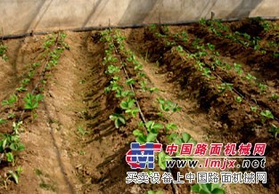 湖南蔬菜滴灌 十年润绿 更懂蔬菜灌溉 湖北天泉灌溉