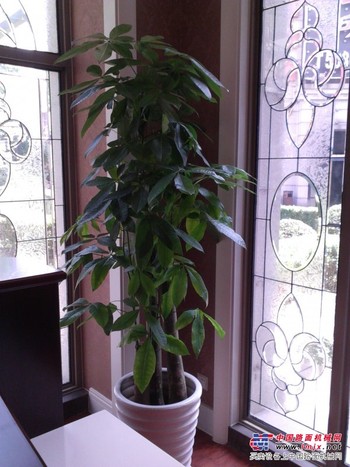 创新的花卉公司_【上海信誉好的植物租赁】