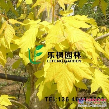 金叶复叶槭2015年前景