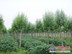 我想买旱柳去哪里买，济南玉明柳树培植基地欢迎您。