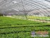 蔬菜温室大棚价格：报价合理的蔬菜温室大棚供应尽在青州温室工程