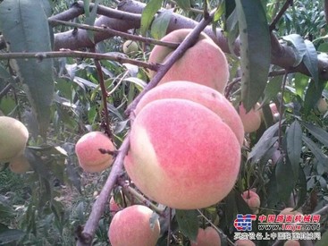 民吉沂蒙霜红桃【沂蒙霜红桃业内领导品牌】河北沂蒙霜红桃基地