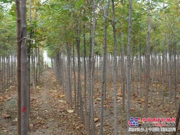 速生白蜡小苗批发、速生白蜡小苗报价【印鸿百】速生白蜡小苗基地