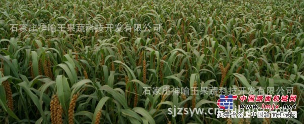 石家庄哪里有报价合理的红谷小米供应 农产品选哪家