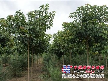 福建重阳木厂家、漳州重阳木电话