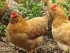 三黄胡须鸡苗口碑好：口碑好的三黄胡须鸡苗提供商，当属振泰搪瓷设备厂