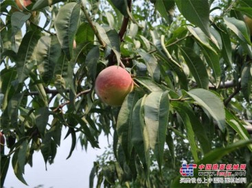 青州汇能-知名的映霜红桃批发商 哪里可以买到映霜红桃新品种
