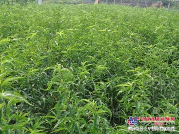 种植超映霜红桃苗：物超所值的超映霜红桃苗供应尽在青州汇能