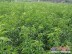 种植超映霜红桃苗：物超所值的超映霜红桃苗供应尽在青州汇能
