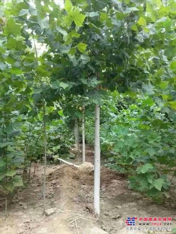 8公分速生法桐价格 5公分速生法桐种植 买法桐，选丽景就对了