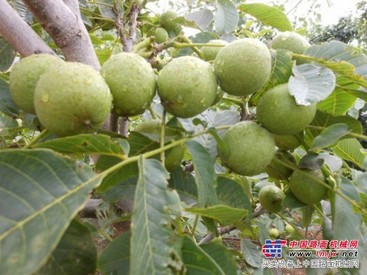中国核桃苗价格：品质好的核桃苗供应尽在新天地果业