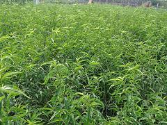 超映霜红桃苗种植——大量供应优惠的超映霜红桃苗