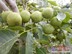 大量供应销量好的核桃苗_信誉好的核桃苗