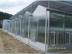 山东精湛的文洛式pc阳光板温室|文洛式pc温室大棚