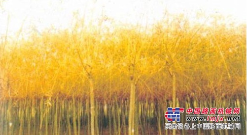供应金丝垂柳/辽宁利源园林工程公司