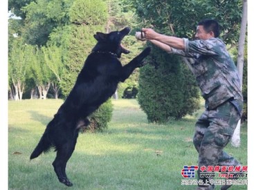【志伟犬业】烟台东德牧羊犬 烟台马犬 东德牧羊犬种公配种
