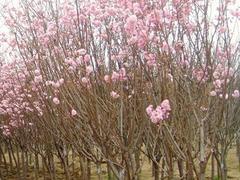 想要精品樱花树就来忆江南园林绿化有限公司：樱花河南种植基地