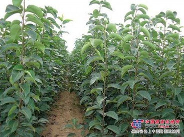 【绿丰大樱桃苗】烟台大樱桃苗 烟台大樱桃苗木基地