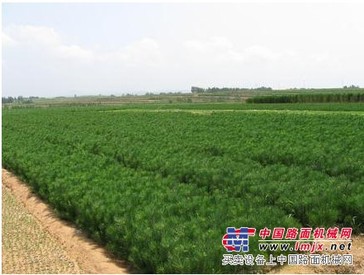 抢到就是赚到：黑松树苗特价销售，山东弘宝农林