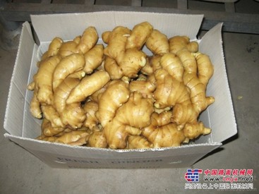 专业供应大姜种子丶鲜姜丶嫩姜