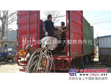 【绿丰】烟台大樱桃苗木 烟台大樱桃苗木基地  烟台大樱桃苗