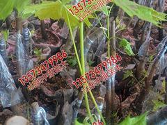 易种植的普林斯顿黄金枫苗推荐：哪里培育普林斯顿黄金枫